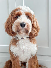 Load image into Gallery viewer, Amethyst Collar