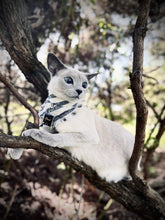 Load image into Gallery viewer, Radiance