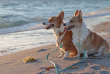 Load image into Gallery viewer, Shoreline