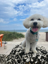 Load image into Gallery viewer, Shoreline