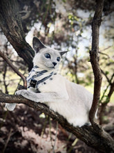 Load image into Gallery viewer, Radiance in Black