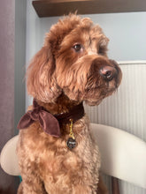 Load image into Gallery viewer, Velvet Sable &amp; Brocade Print Nodo Pet Neckerchief

